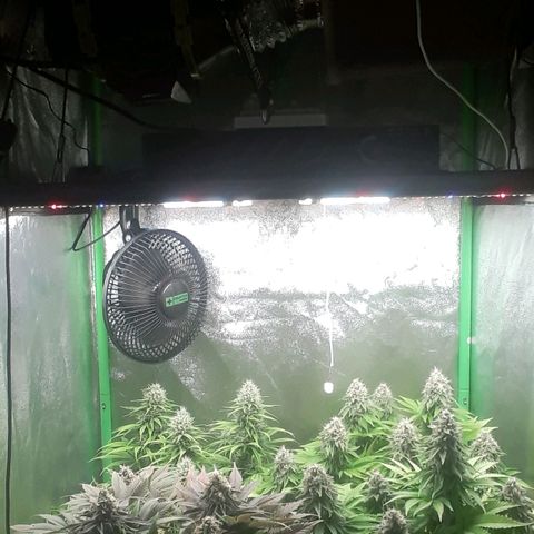 Nefertiti growlog photo: Mitad de 8 semana