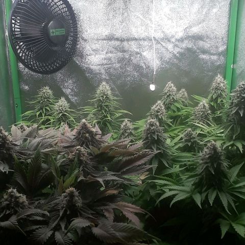 Nefertiti growlog photo: Mitad de 8 semana