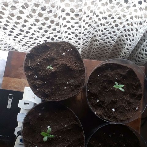 Killer Kush F1 Fast Version growlog timeline photo