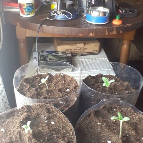 Killer Kush F1 Fast Version growlog timeline photo