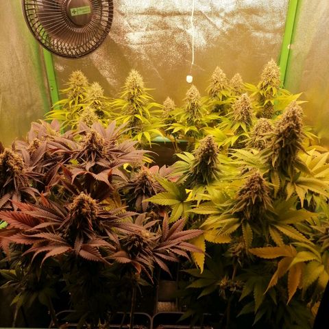Nefertiti growlog photo: Semana 9