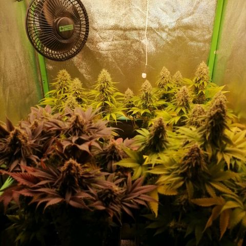 Nefertiti growlog photo: Semana 9