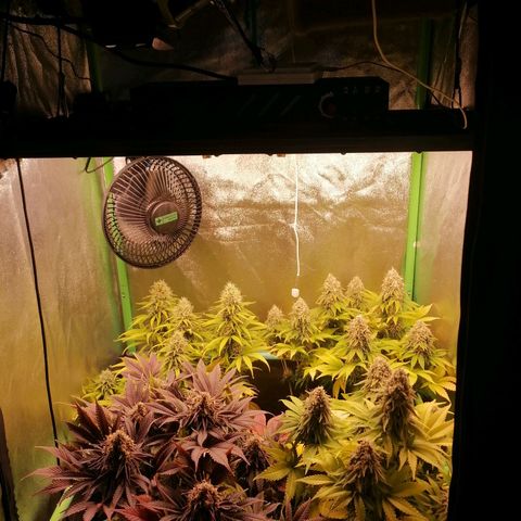Nefertiti growlog photo: Semana 9