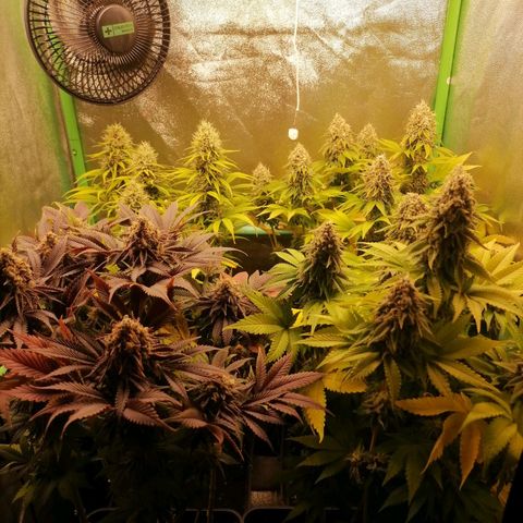 Nefertiti growlog photo: Semana 9