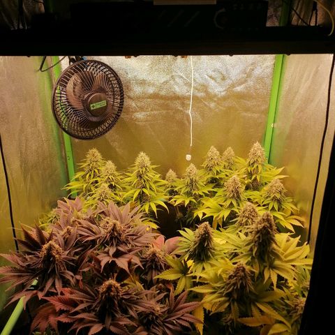 Nefertiti growlog photo: Semana 9