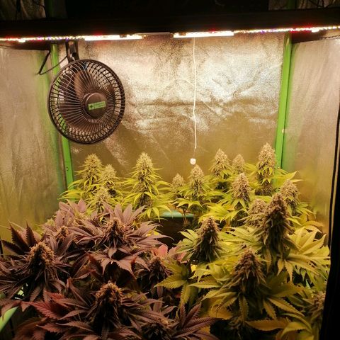 Nefertiti growlog photo: Semana 9