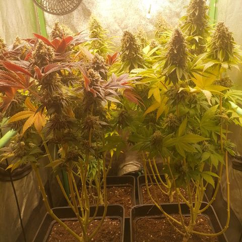 Nefertiti growlog photo: Comienzo 10 semana