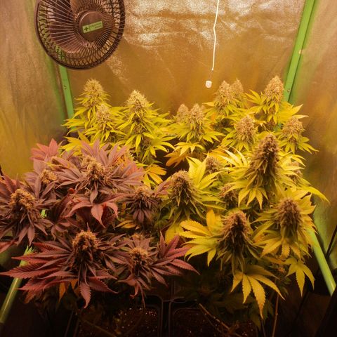 Nefertiti growlog photo: Comienzo 10 semana
