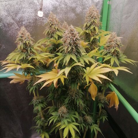 Nefertiti growlog photo: Comienzo 10 semana