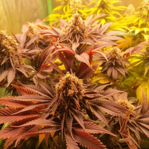 Nefertiti growlog photo: Comienzo 10 semana