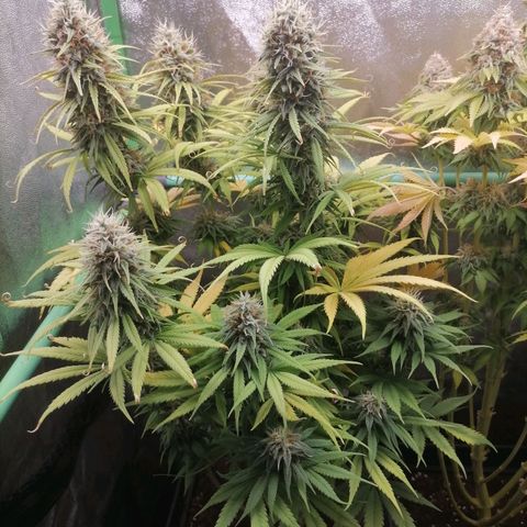 Nefertiti growlog photo: Comienzo 10 semana