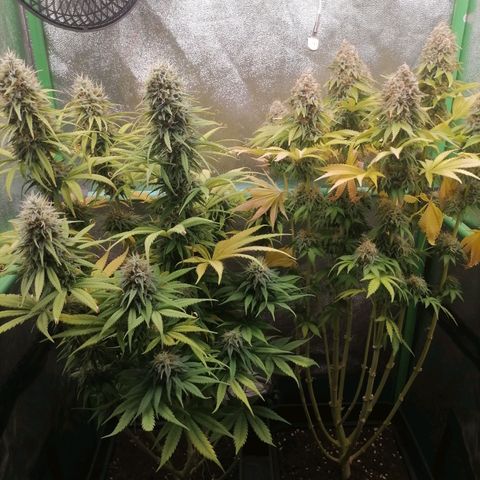 Nefertiti growlog photo: Comienzo 10 semana