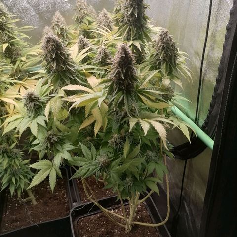 Nefertiti growlog photo: Comienzo 10 semana