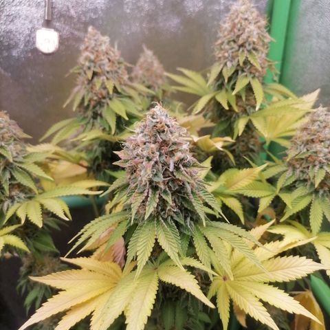 Nefertiti growlog photo: Comienzo 10 semana