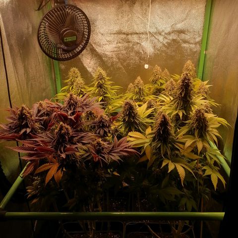 Nefertiti growlog photo: Comienzo 10 semana