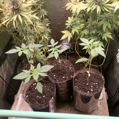 Killer Kush F1 Fast Version growlog photo: 1 semana vegeta