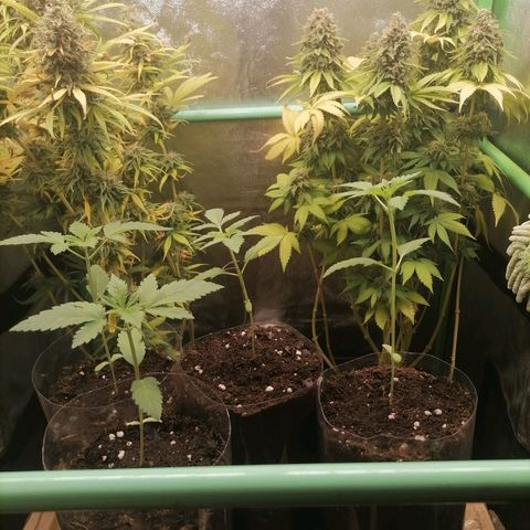 Killer Kush F1 Fast Version growlog photo: 1 semana vegeta