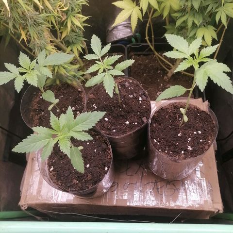 Killer Kush F1 Fast Version growlog photo: 1 semana vegeta