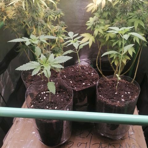 Killer Kush F1 Fast Version growlog photo: 1 semana vegeta