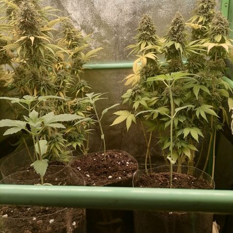 Killer Kush F1 Fast Version growlog photo: 1 semana vegeta