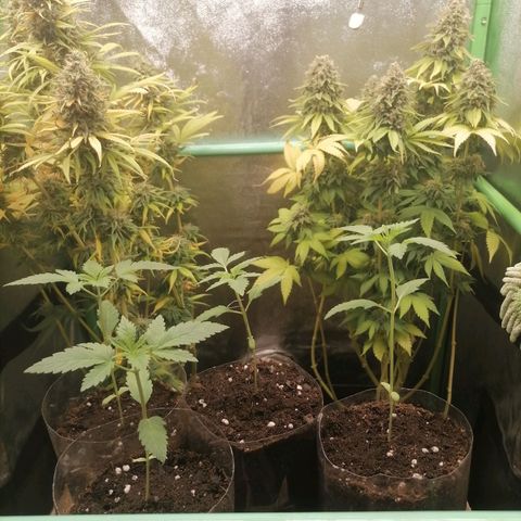 Killer Kush F1 Fast Version growlog photo: 1 semana vegeta