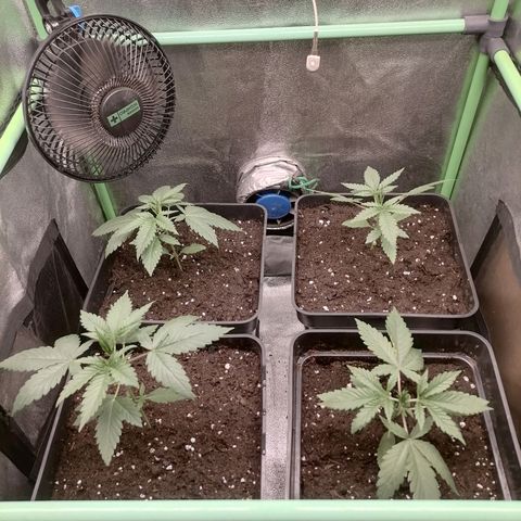 Killer Kush F1 Fast Version growlog photo: 1 Semana Transplante definitivo 