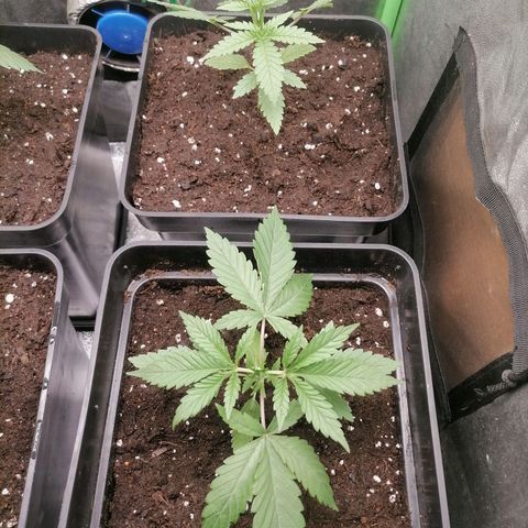 Killer Kush F1 Fast Version growlog photo: 1 Semana Transplante definitivo 