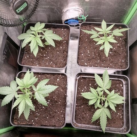 Killer Kush F1 Fast Version growlog photo: 1 Semana Transplante definitivo 