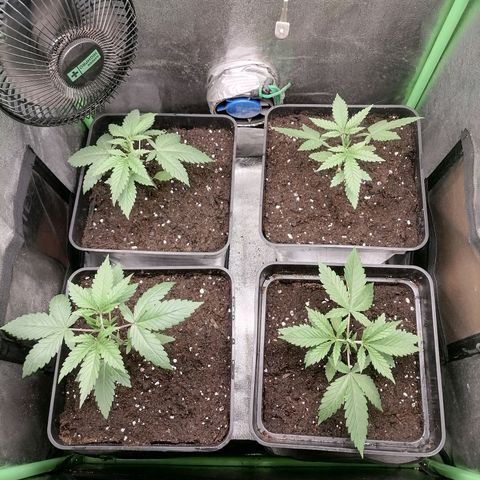 Killer Kush F1 Fast Version growlog photo: 1 Semana Transplante definitivo 