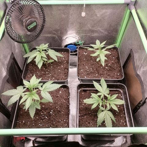 Killer Kush F1 Fast Version growlog photo: 1 Semana Transplante definitivo 