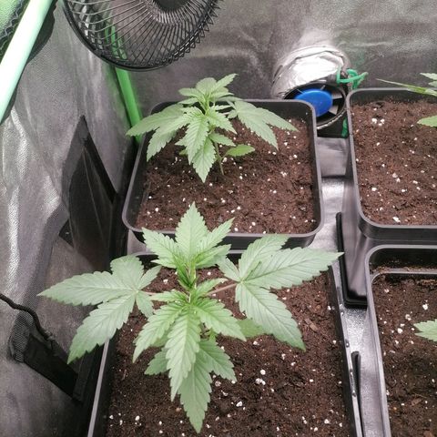 Killer Kush F1 Fast Version growlog photo: 1 Semana Transplante definitivo 