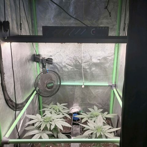 Killer Kush F1 Fast Version growlog photo: Recuperadas de transplante