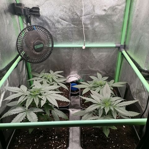 Killer Kush F1 Fast Version growlog photo: Recuperadas de transplante
