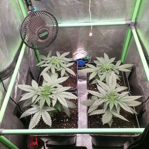 Killer Kush F1 Fast Version growlog photo: Recuperadas de transplante