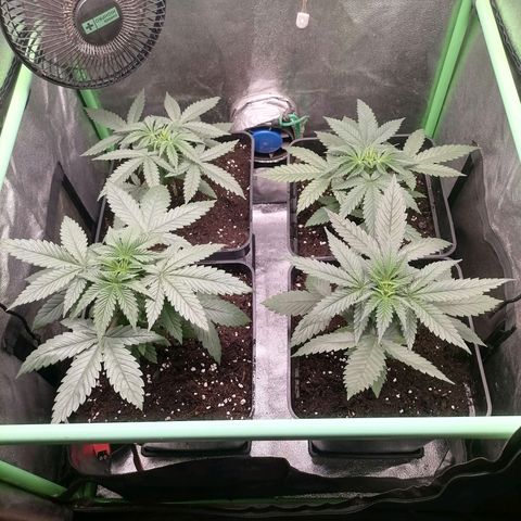 Killer Kush F1 Fast Version growlog photo: Recuperadas de transplante