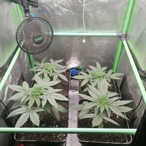 Killer Kush F1 Fast Version growlog photo: Recuperadas de transplante