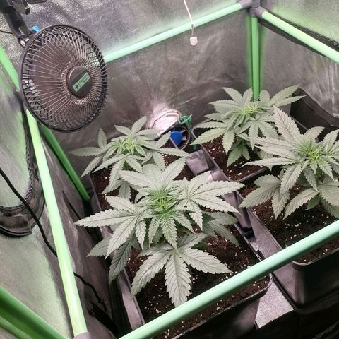 Killer Kush F1 Fast Version growlog photo: Recuperadas de transplante