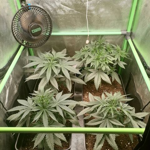 Killer Kush F1 Fast Version growlog photo: 1 planta con lst