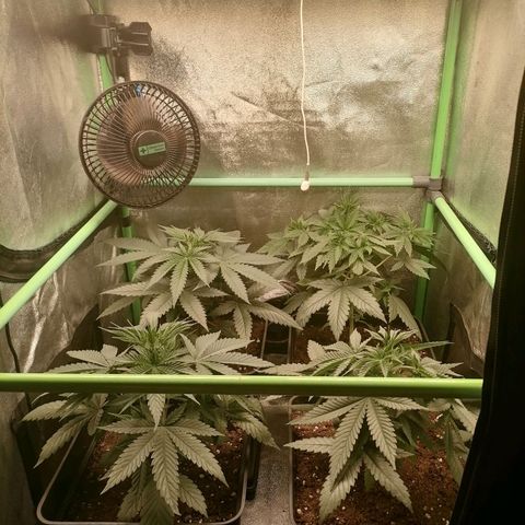 Killer Kush F1 Fast Version growlog photo: 1 planta con lst