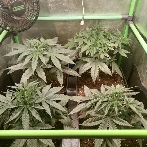 Killer Kush F1 Fast Version growlog photo: 1 planta con lst