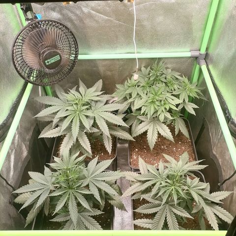 Killer Kush F1 Fast Version growlog photo: 1 planta con lst
