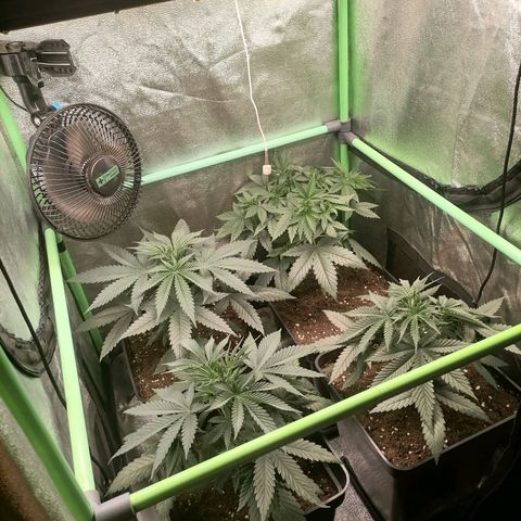 Killer Kush F1 Fast Version growlog photo: 1 planta con lst