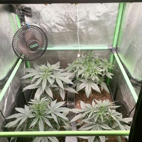 Killer Kush F1 Fast Version growlog photo: 1 planta con lst