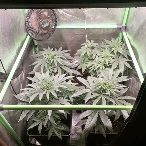 Killer Kush F1 Fast Version growlog timeline photo