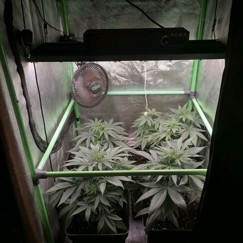 Killer Kush F1 Fast Version growlog timeline photo