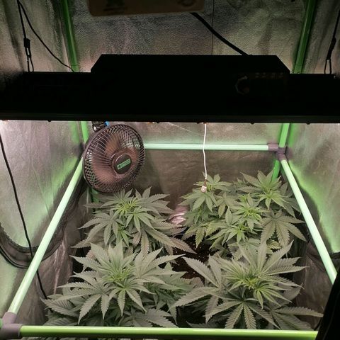Killer Kush F1 Fast Version growlog timeline photo