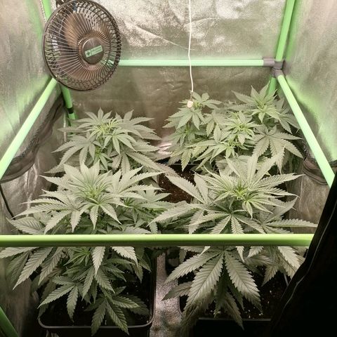 Killer Kush F1 Fast Version growlog timeline photo