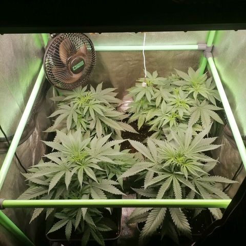 Killer Kush F1 Fast Version growlog timeline photo