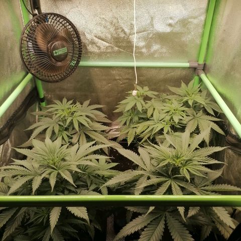 Killer Kush F1 Fast Version growlog timeline photo