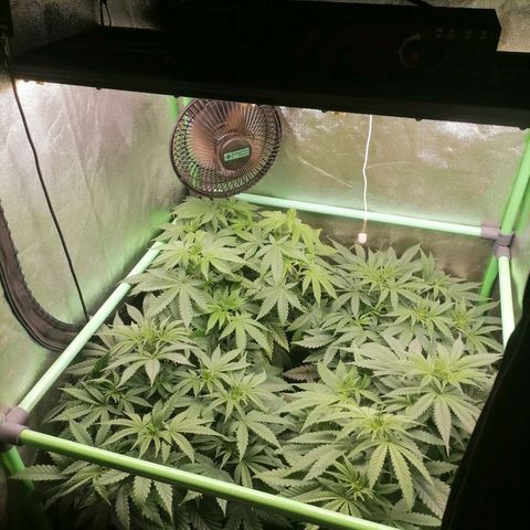 Killer Kush F1 Fast Version growlog timeline photo